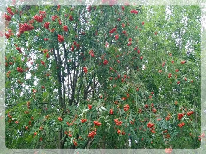 Берёзовый веник для бани (березовый, веник, баня) В лесу
