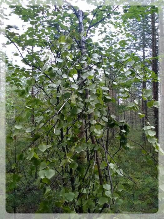 Берёзовый веник для бани (березовый, веник, баня) Берёза