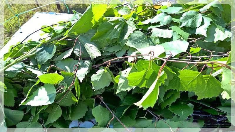 Берёзовый веник для бани (березовый, веник, баня) берёзовые ветки