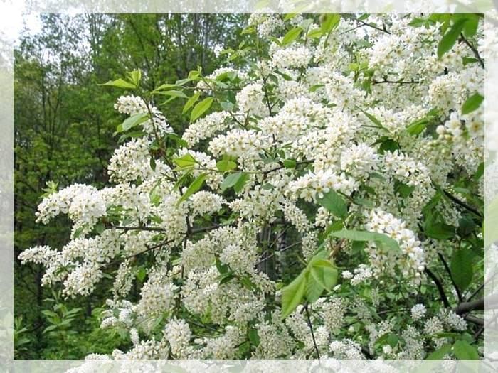 Черёмуховый веник для бани (черемуховый, веник, баня) Черёмуха