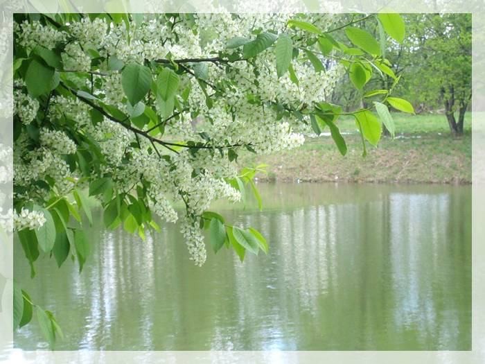 Черёмуховый веник для бани (черемуховый, веник, баня) Черёмуха у воды