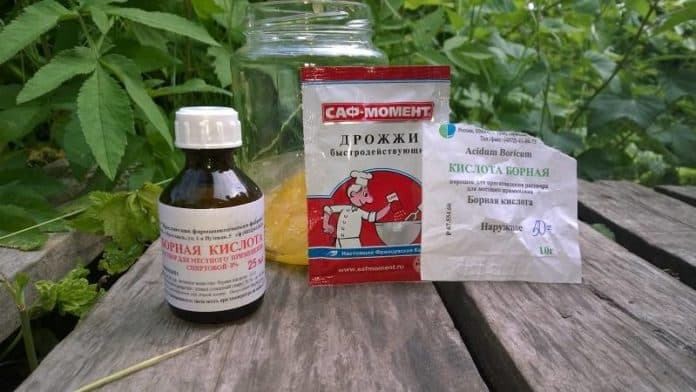 Как бороться с муравьями в бане и доме (бороться, муравей, баня) Как бороться с муравьями в бане и доме