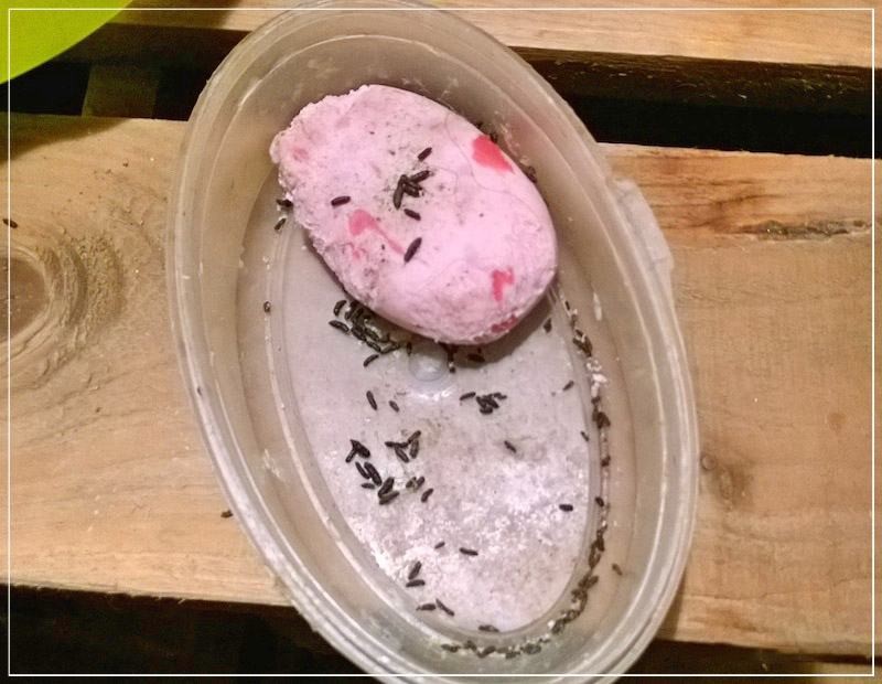 Как избавиться от крыс и мышей в бане (избавиться, крыса, мышь, баня) мыло в баночке