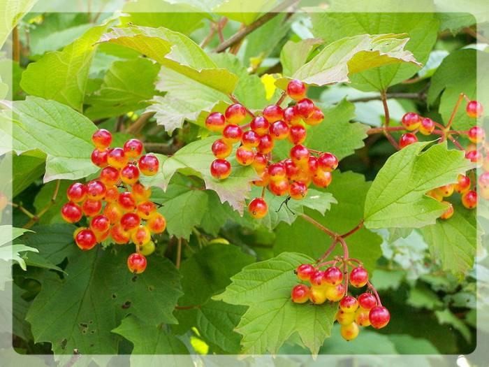 Калиновый веник для бани (калиновый, веник, баня) Ягоды калины