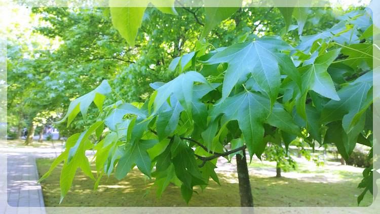 Кленовый веник для бани (кленовый, веник, баня) Широколистный клён