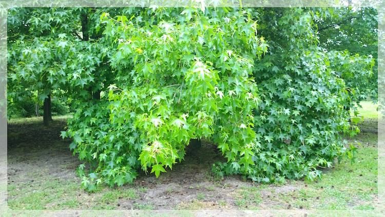 Кленовый веник для бани (кленовый, веник, баня) Ветки клёна