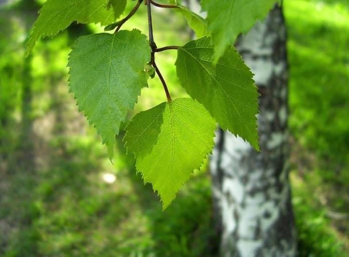 Когда и как заготавливать берёзовые веники для бани