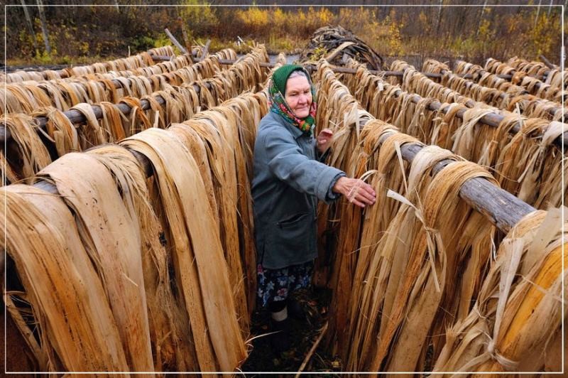Лыковая мочалка для бани: свойства, заготовка, применение (лыковый, мочалка, баня) лыко сушится