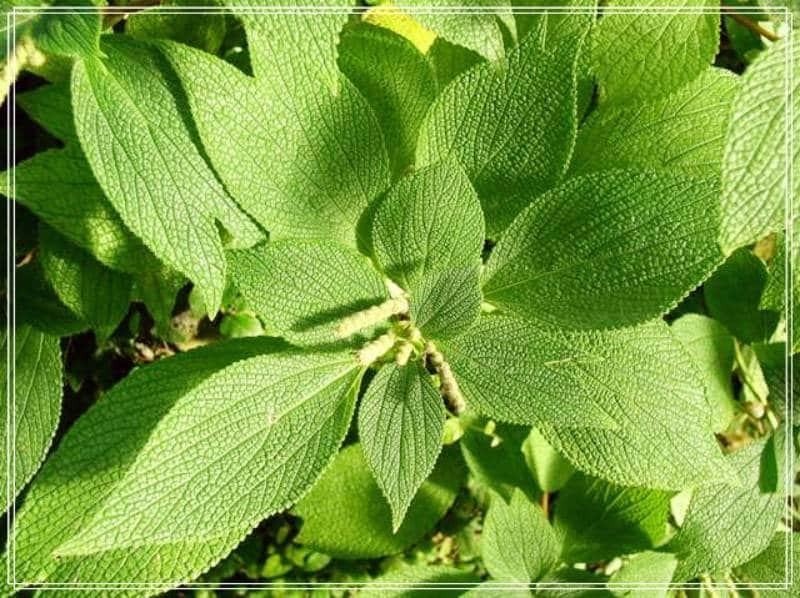 Мочалка из крапивы для бани (мочалка, крапива, баня) rami