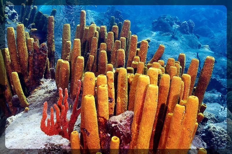 Мочалки из морских губок (мочалка, морской, губка) губки в море