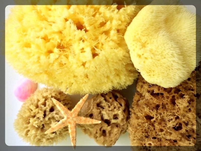 Мочалки из морских губок (мочалка, морской, губка) натуральные губки