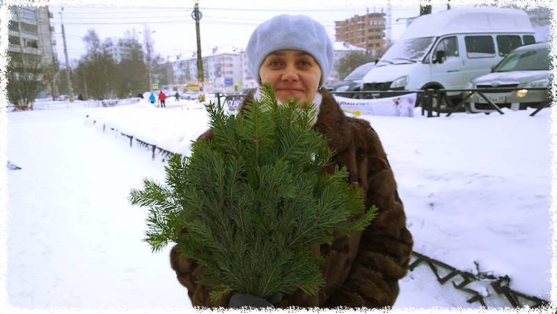 Пихтовый веник (пихтовый, веник) пихтовый веник на рынке