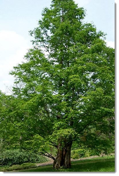 Пол в бане (баня) Лиственница