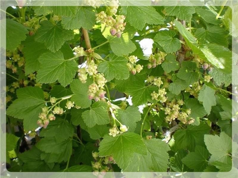 Смородиновый веник (смородиновый, веник) Смородина цветёт