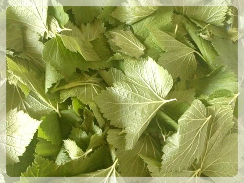Смородиновый веник (смородиновый, веник) Листья смородины