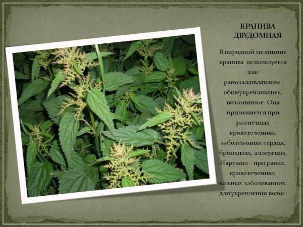 Полезные свойства молодой крапивы (полезный, свойство, молодая, крапива) Полезные свойства молодой крапивы