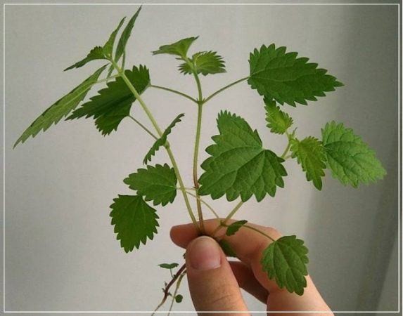 Полезные свойства молодой крапивы (полезный, свойство, молодая, крапива) крапива в руке