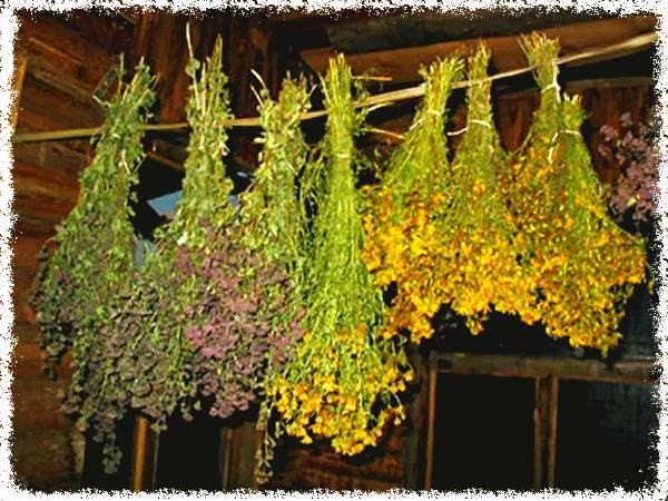 Веник из полыни для бани (веник, полынь, баня) как сушить травы