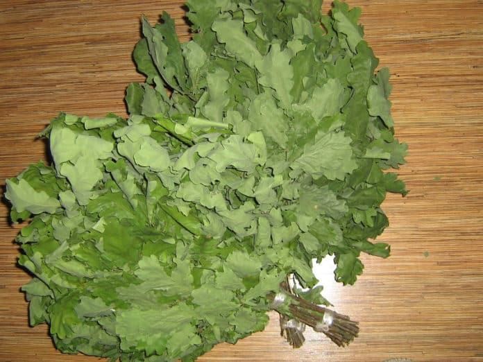 Веники для бани (веник, баня) Веники для бани