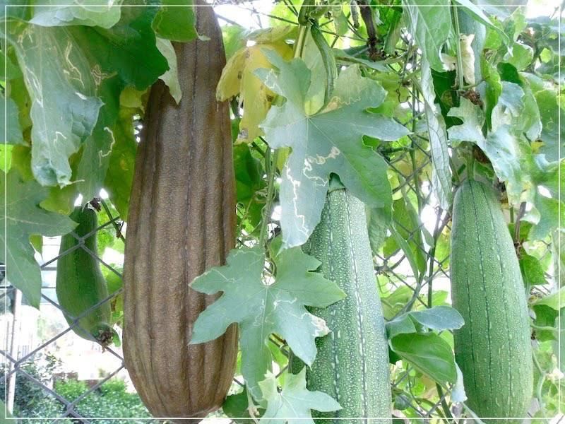 Всё о натуральной мочалке из люфы (весь, натуральный, мочалка, люфа) плоды люффы
