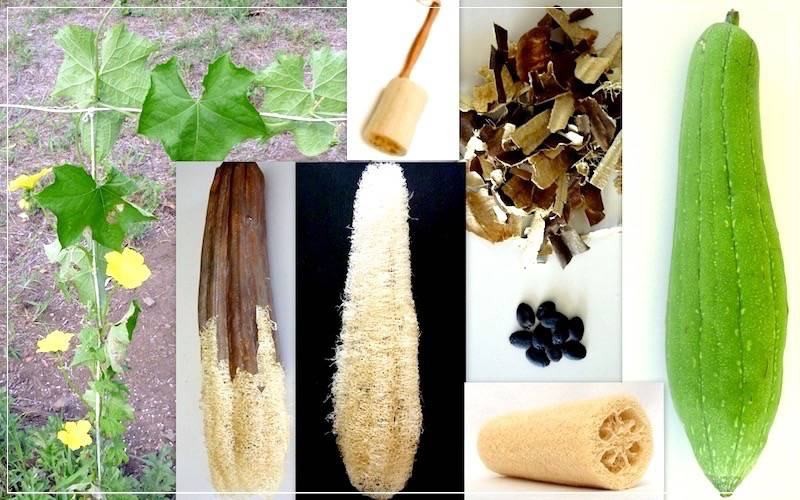 Всё о натуральной мочалке из люфы (весь, натуральный, мочалка, люфа) мочалка из люффы