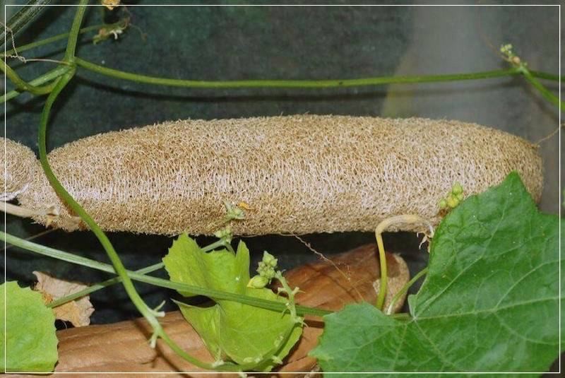 Всё о натуральной мочалке из люфы (весь, натуральный, мочалка, люфа) сухая люффа
