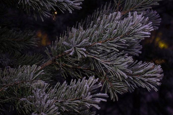 Знакомьтесь – замороженные веники для бани (знакомиться, заморозить, веник, баня) Знакомьтесь – замороженные веники для бани