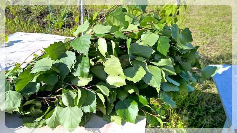 Знакомьтесь – замороженные веники для бани (знакомиться, заморозить, веник, баня) свежие берёзовые ветки