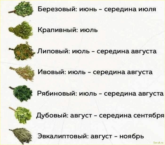 (выбор, лучшего, веника, уборки, здоровья) Выбор лучшего веника для уборки и здоровья