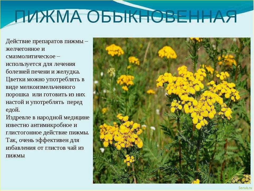(пижма, натуральный, помощник, бани) Пижма как натуральный помощник для бани
